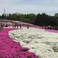 羊山公園の写真_234956