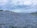 国営ひたち海浜公園の写真_235046