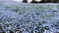 国営ひたち海浜公園の写真_235052