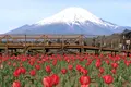 山中湖花の都公園の写真_235143