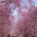 山中湖花の都公園の写真_235148