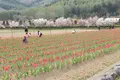 山中湖花の都公園の写真_235156