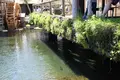 忍野八海の写真_235165