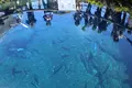 忍野八海の写真_235168