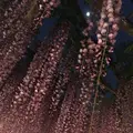あしかがフラワーパークの写真_235608