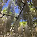 あしかがフラワーパークの写真_235609