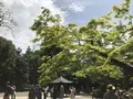 鬼太郎茶屋の写真_235699