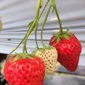 いちごの堺の写真_236230