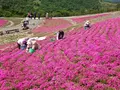 天空の花回廊　芝桜の丘の写真_236384
