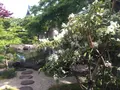 長谷寺の写真_237259