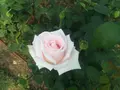 中之島公園の写真_237314