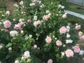 中之島公園の写真_237316