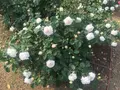 中之島公園の写真_237317