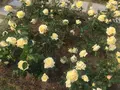 中之島公園の写真_237318