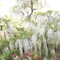 あしかがフラワーパークの写真_238039