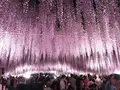 あしかがフラワーパークの写真_238040