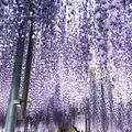 あしかがフラワーパークの写真_238042