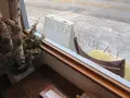 LA RICHESSE BOTANIQUE (ラリシェスボタニック)の写真_238566