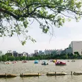 不忍池の写真_239036