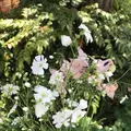 高森田楽村の写真_239551