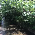 高瀬川の写真_239597