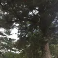 松陰神社の写真_239748