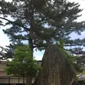 松陰神社の写真_239753