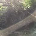 斎場御嶽の写真_239911
