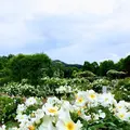 花フェスタ記念公園の写真_240400