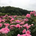 花フェスタ記念公園の写真_240490