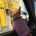 那珂湊おさかな市場の写真_240804