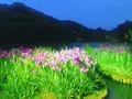 三溪園の写真_241888