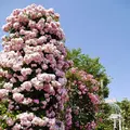 京成バラ園の写真_242329