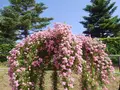 京成バラ園の写真_242330