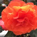 神代植物公園の写真_242382