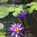神代植物公園の写真_242383