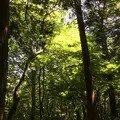 神代植物公園の写真_242386