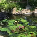 神代植物公園の写真_242387