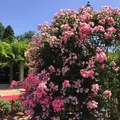 神代植物公園の写真_242396