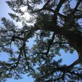 伊勢神宮内宮（皇大神宮）の写真_242508