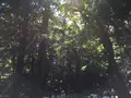 伊勢神宮内宮（皇大神宮）の写真_242521