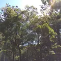 伊勢神宮内宮（皇大神宮）の写真_242527