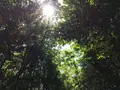 伊勢神宮内宮（皇大神宮）の写真_242528