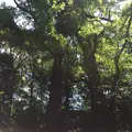 伊勢神宮内宮（皇大神宮）の写真_242530