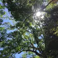 伊勢神宮内宮（皇大神宮）の写真_242533