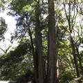伊勢神宮内宮（皇大神宮）の写真_242534