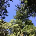 伊勢神宮内宮（皇大神宮）の写真_242540