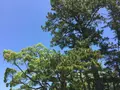伊勢神宮外宮（豊受大神宮）の写真_242557