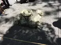 伊勢神宮外宮（豊受大神宮）の写真_242563
