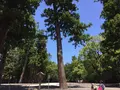 伊勢神宮外宮（豊受大神宮）の写真_242565
